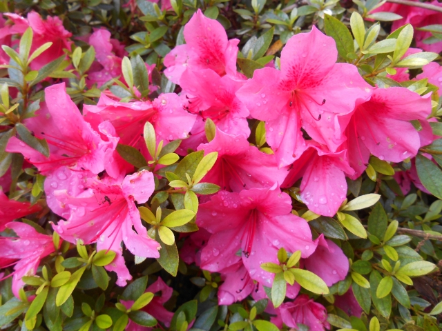 花咲か広場